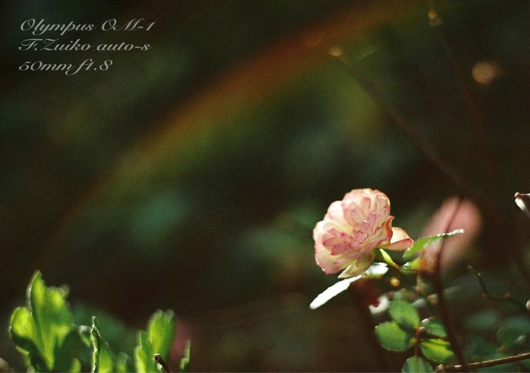 完動品＊美品＊初期保証！★オリンパスOM-1★リザード本革外装★フィルム入門に！