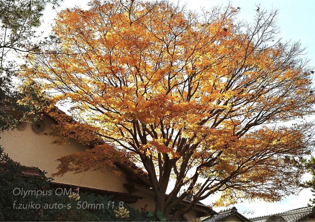 完動品＊美品＊初期保証！★オリンパスOM-1★リザード本革外装★フィルム入門に！