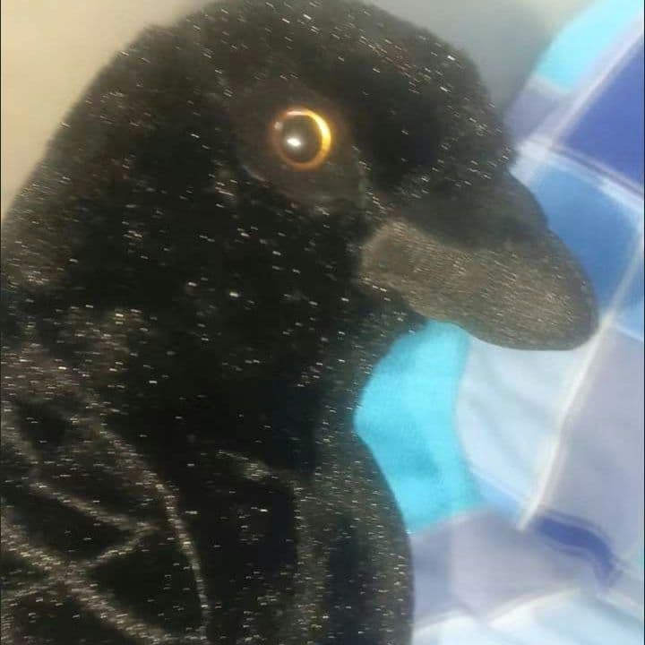 黒いカラスのぬいぐるみ 子供のためのかわいい黒いカラスのぬいぐるみ,リアルな鳥,動物の