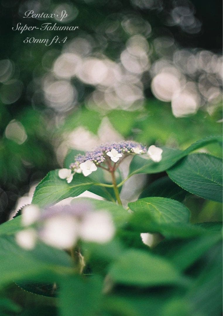 ★初期保証★pentax sp＊takumar f1.4★完動品＊良品＊作例多数