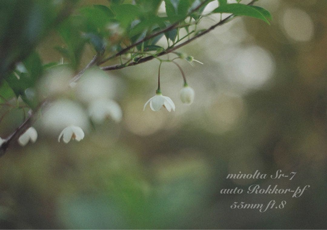 ★作例必見！完動品＊美品＊初期保証★minolta sr-7&緑のロッコール