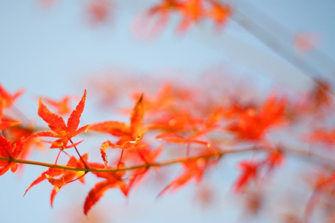 レンズ(単焦点) PENTAX Super Takumar 55mm f1.8