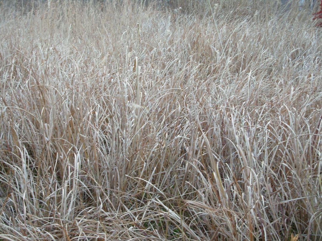 動作確認済み Nikon COOLPIX L1 スマホ転送OK - メルカリ