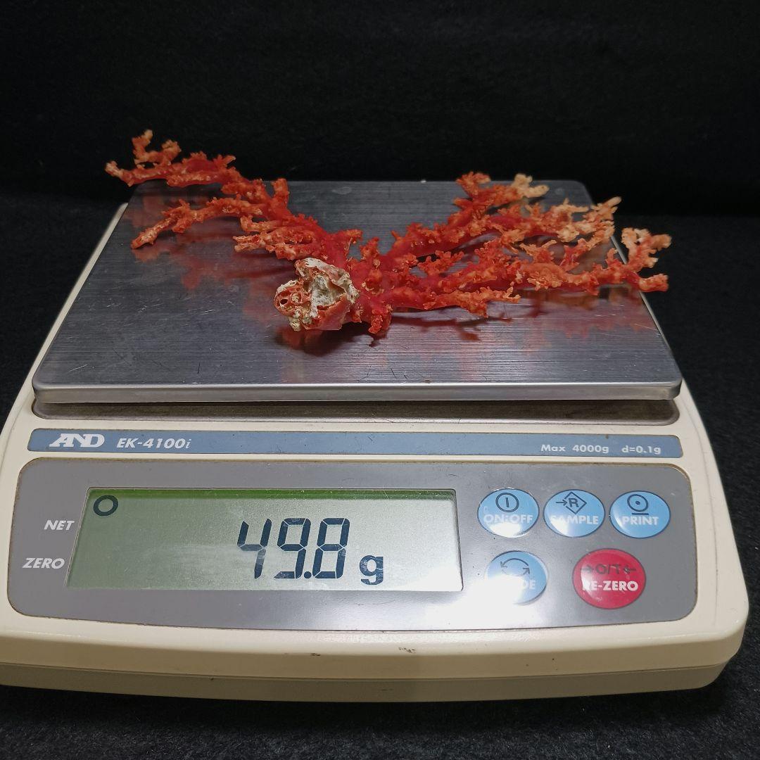 Y2678-2 国産赤珊瑚原木 血赤珊瑚 総重量49.8g 太軸 - メルカリ