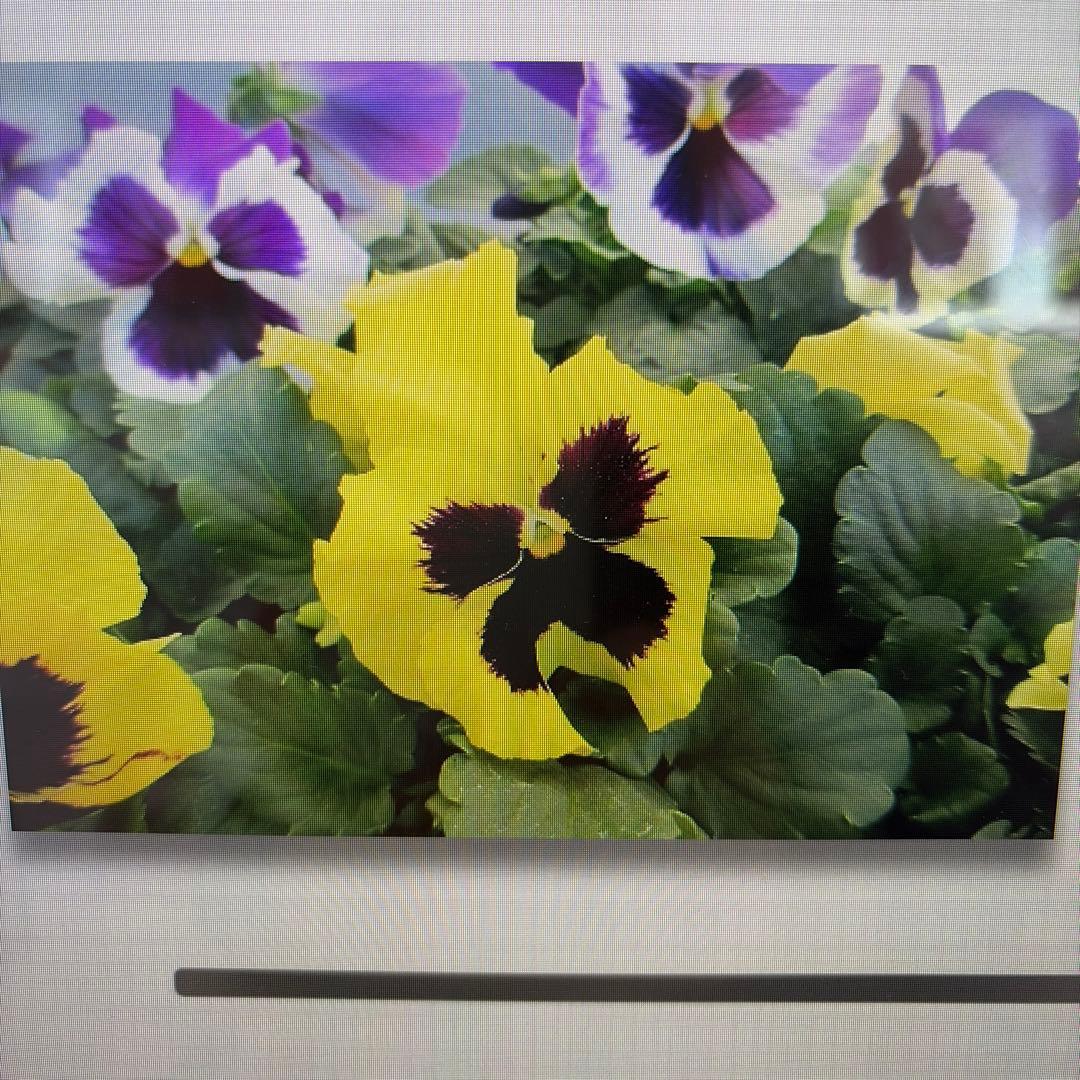 【Canon IXY 600Fデジタルカメラ】シルバー＊付属品複数有