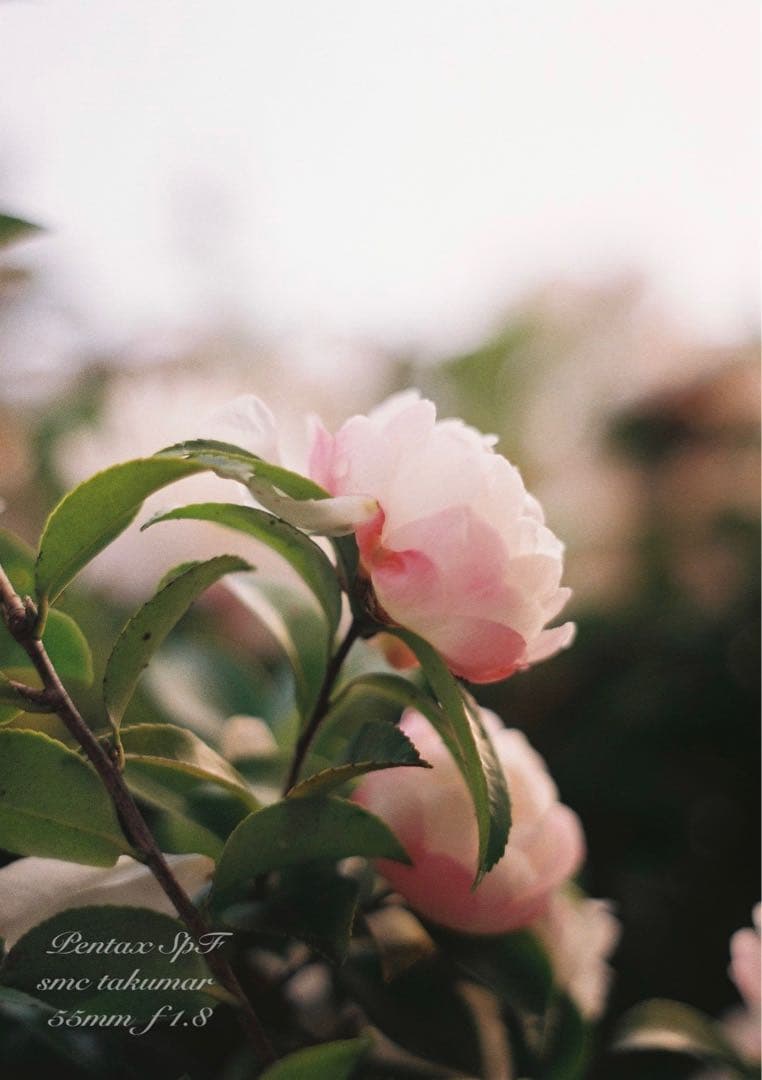 超美品＊完動品★pentax spf／ f1.8★初期保証＊作例必見＊絶好調！