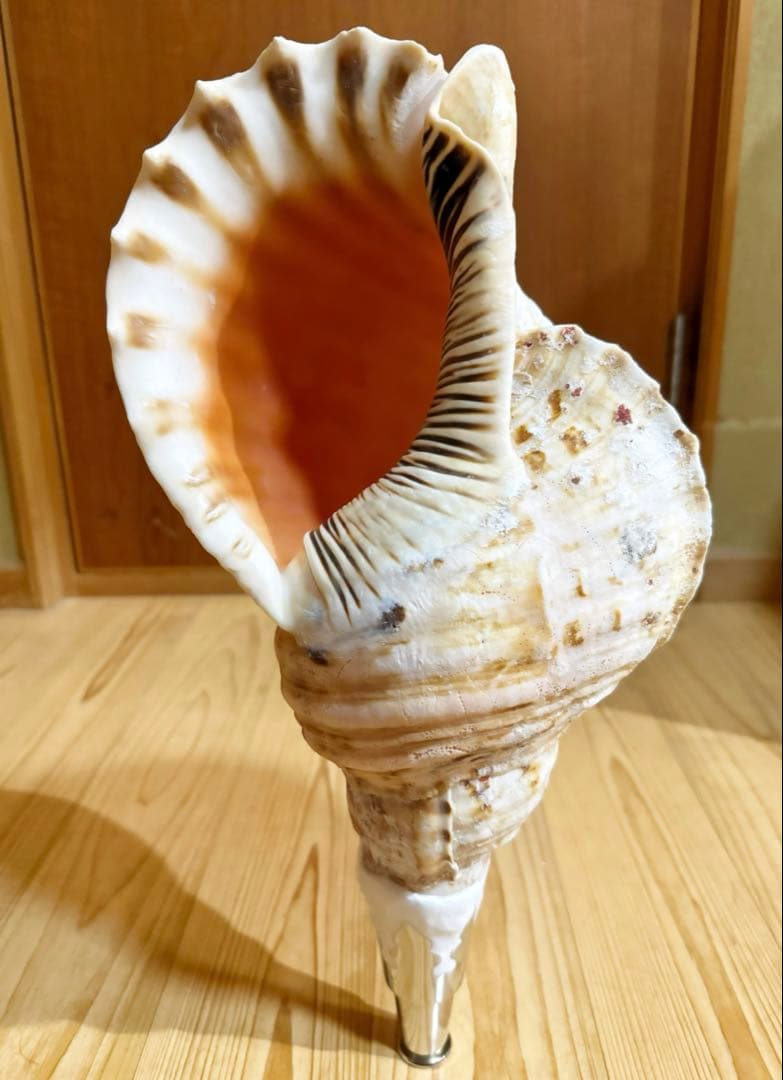 特大肉厚修験道法螺貝42.5㎝　山伏　密教　魔除け　熊よけ❣️ホラガイ　ほら貝 法螺貝 ⑧ 特大肉厚42.5㎝修験道法螺貝 山伏 密教 魔除け 熊よ
