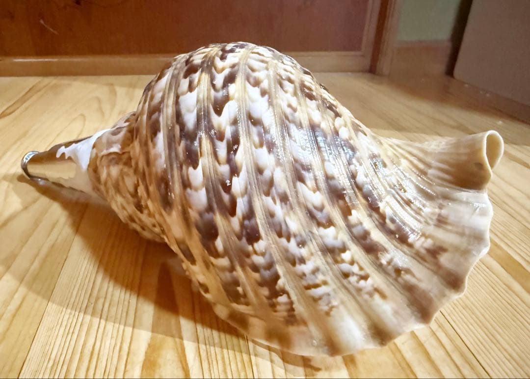 修験道法螺貝 山伏 密教 魔除け 熊よけ❣️ホラガイ ほら貝