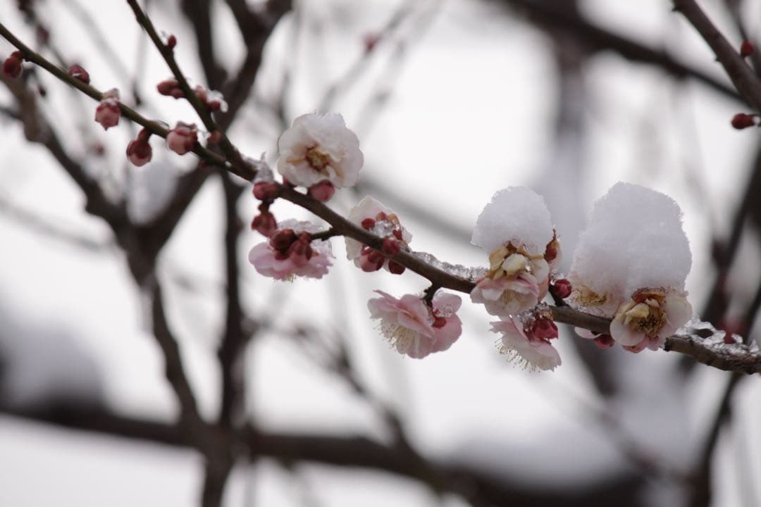 キャノン　EF-s55-250mm IS Ⅱ