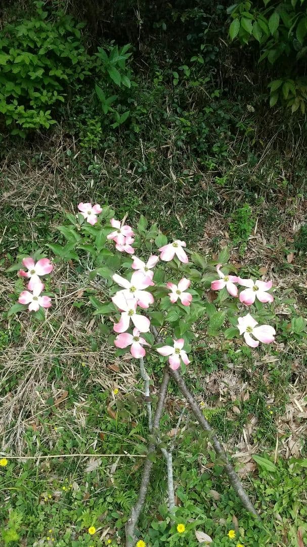 ゲームソフト メロン商品です！ メロン生産量日本一の茨城県産メロンを使用した 旬のメロンスイーツが