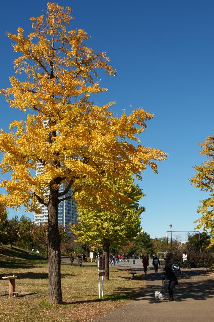 白いスナイパー！SIRUI Suniper 23mm F1.2 ASP-C AF