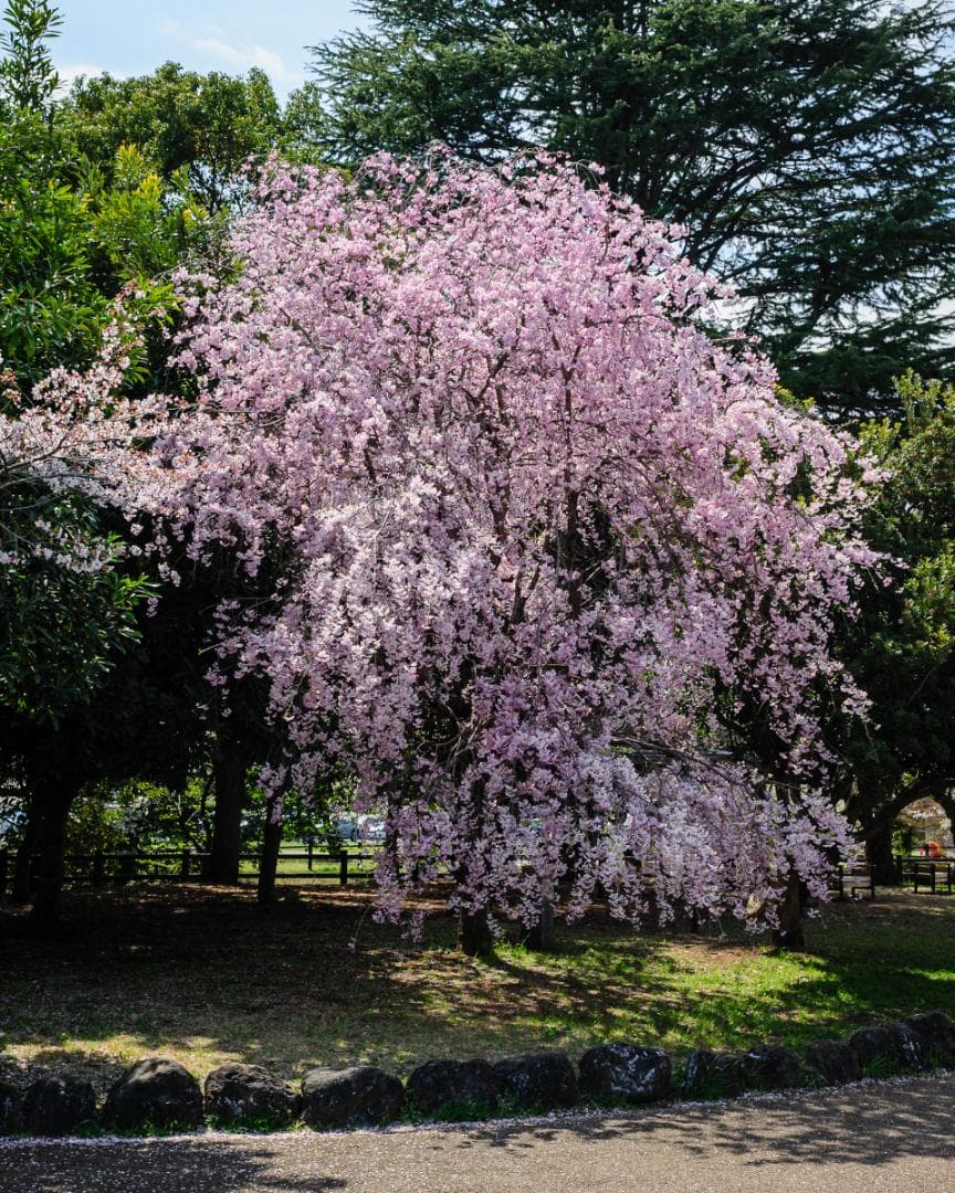 美品 Nikon AF Nikkor 35mm f/2D レンズ – 日本製