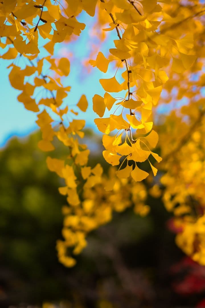 Viltrox 56mm F1.4Nikon Zマウント用