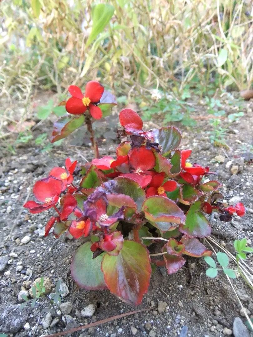 実写美⭕️美品【動作確認済】FUJIFILM FinePix F80EXR