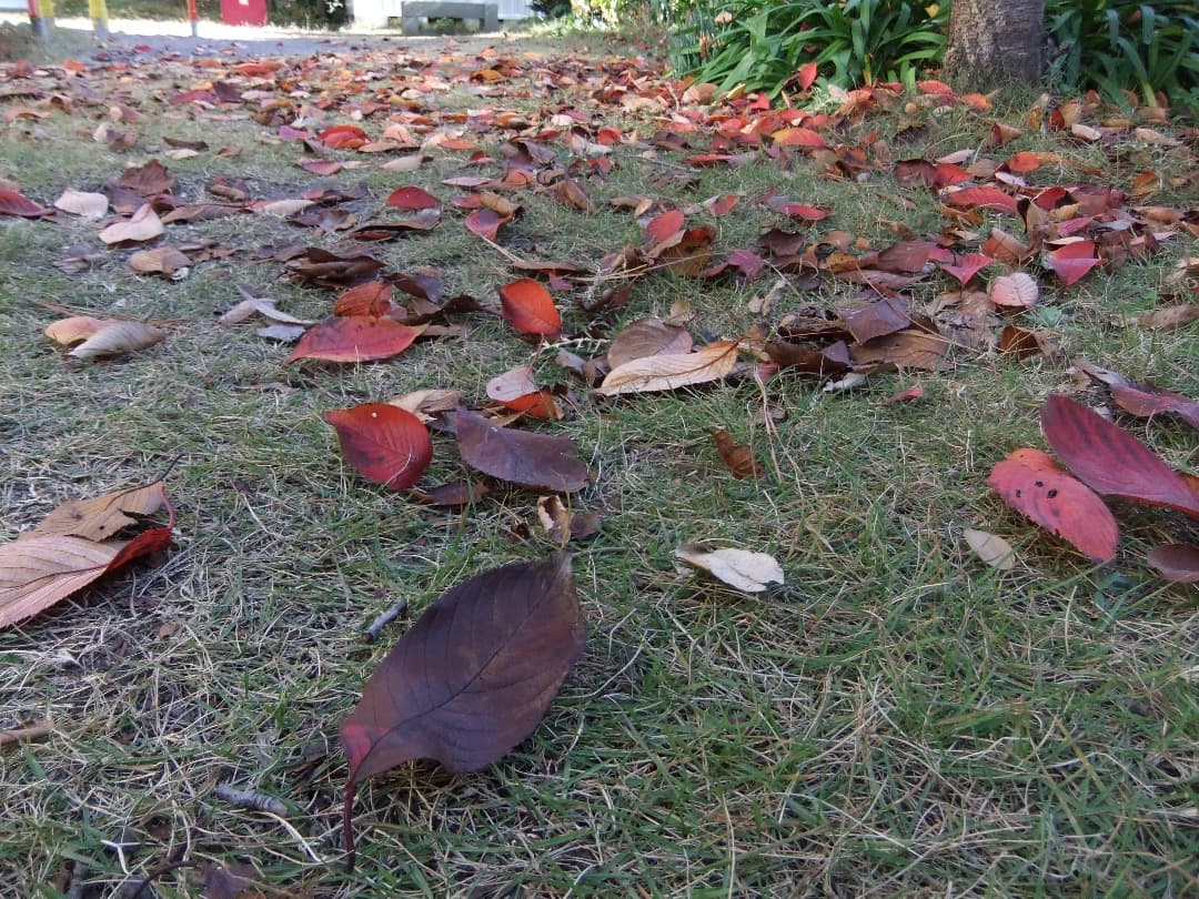 実写美⭕️美品【動作確認済】FUJIFILM FinePix F80EXR