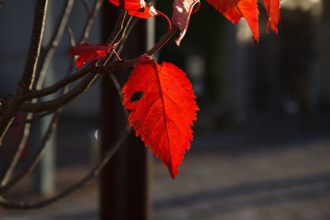 Canon EOS 60D ボディ　一眼レフ　12/27まで