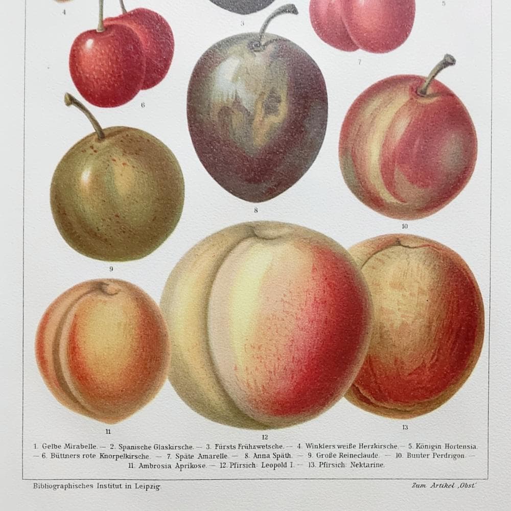 果物の図版 アンティーク 1907年 ドイツ マイヤー百科事典 リトグラフ