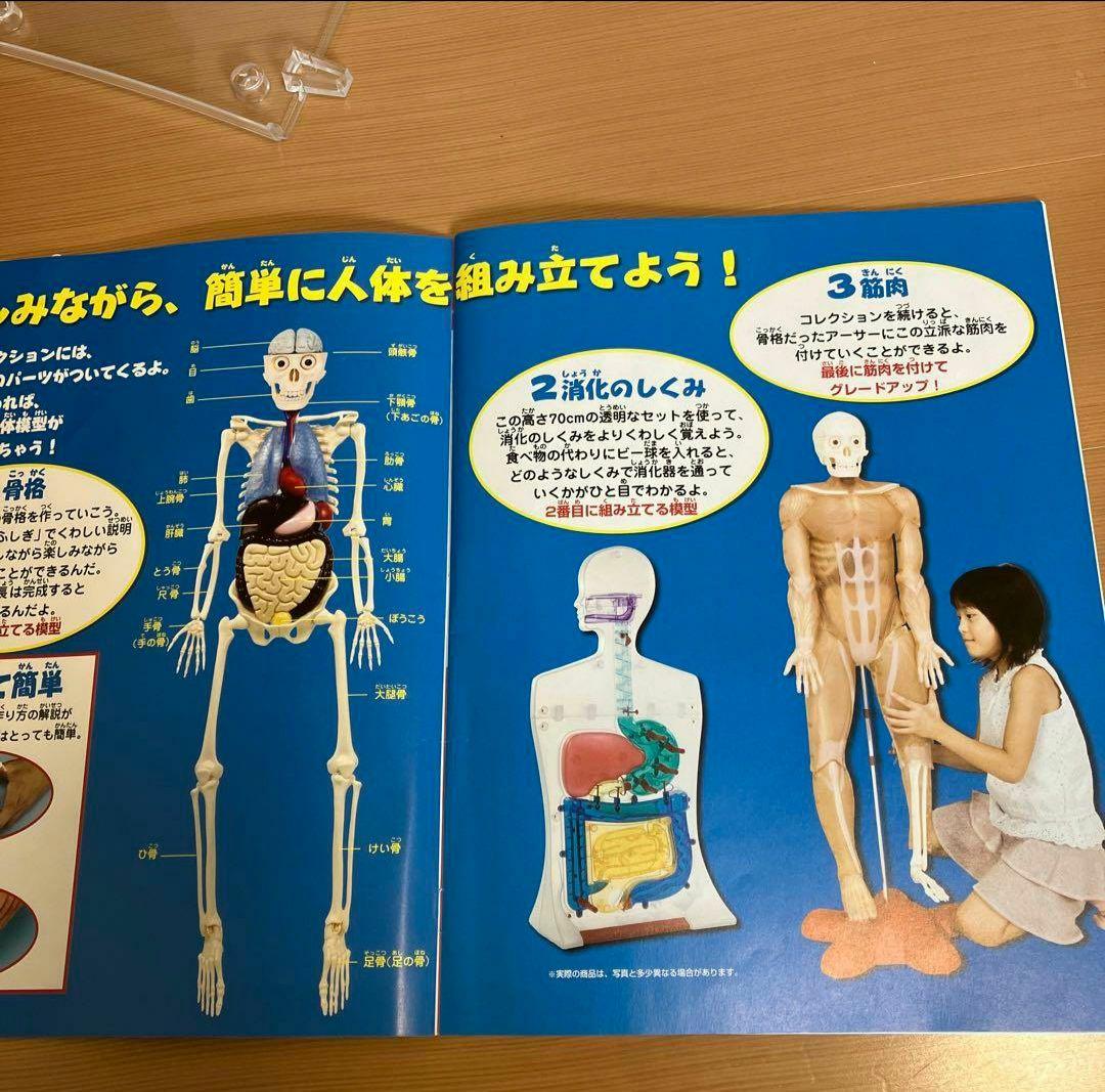 アーサーが教える体のふしぎ 1~ 80巻セット人体模型 - メルカリ