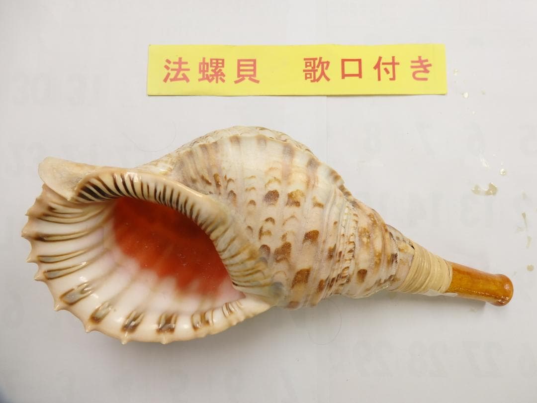 法螺貝 約40㎝ 木製歌口,新品 MH-460 法螺貝 大 約40cm 歌口付き 品番40-02 | 多田商店 法螺貝と和装の専門店
