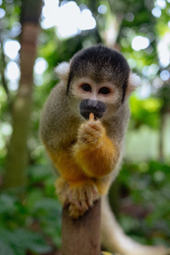 Nikon Zfc ボディ：ブラック