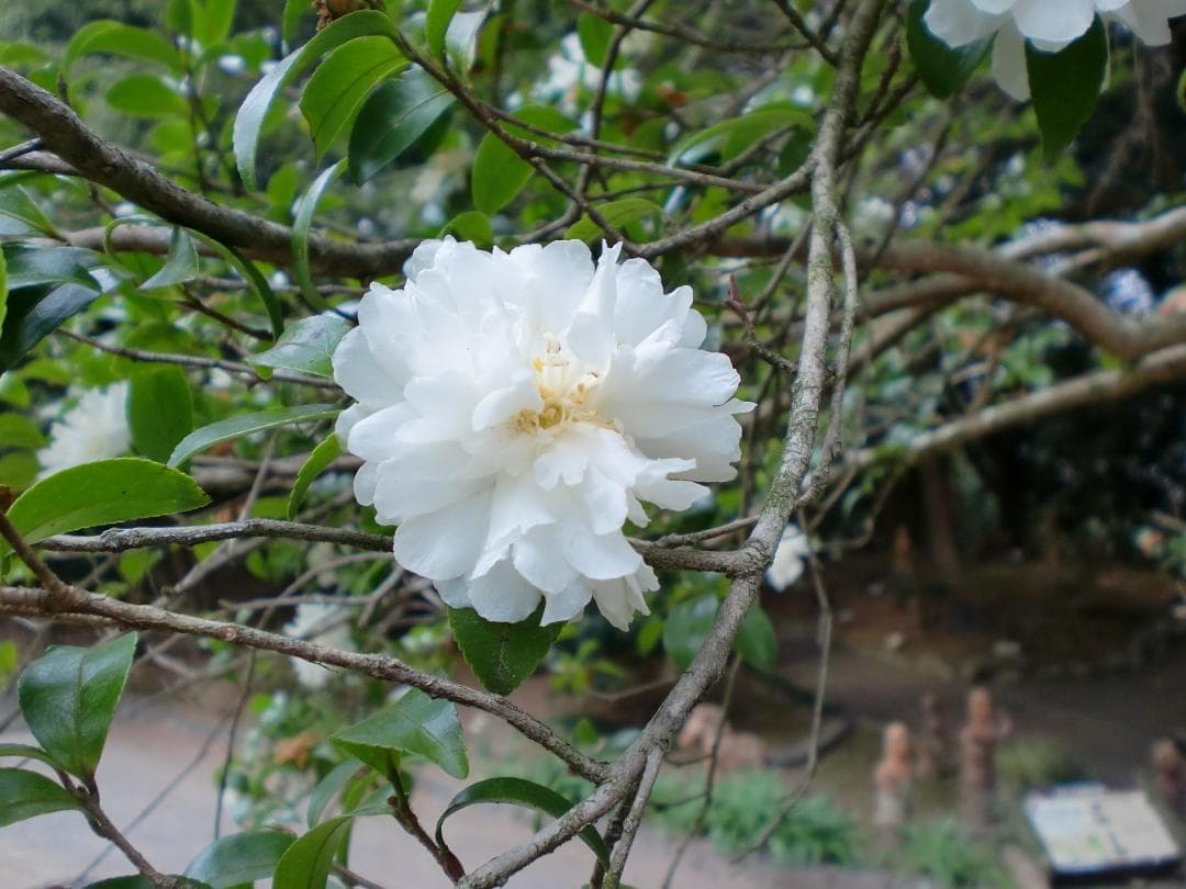 作例有　動作OK　SDカード付　純正セット カシオ EXILIM EX-Z90