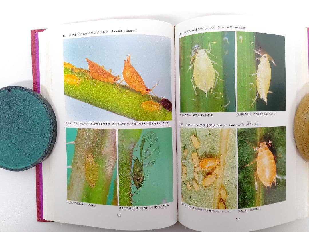 日本原色アブラムシ図鑑』アブラムシ 希少本 稀覯本 森津孫四郎 著