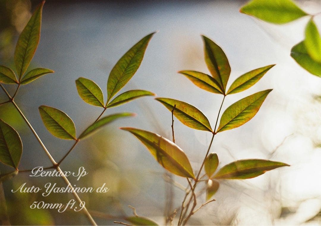 ヤシカyashinon ds f1.9+pentax sp 完動品＊美品