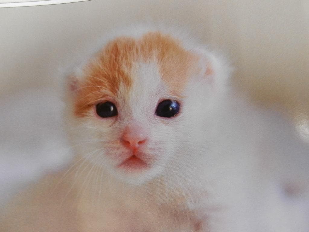 2013.5.15№1855【an・an】＜三浦春馬さん+コムギ＞コニャンコ・他