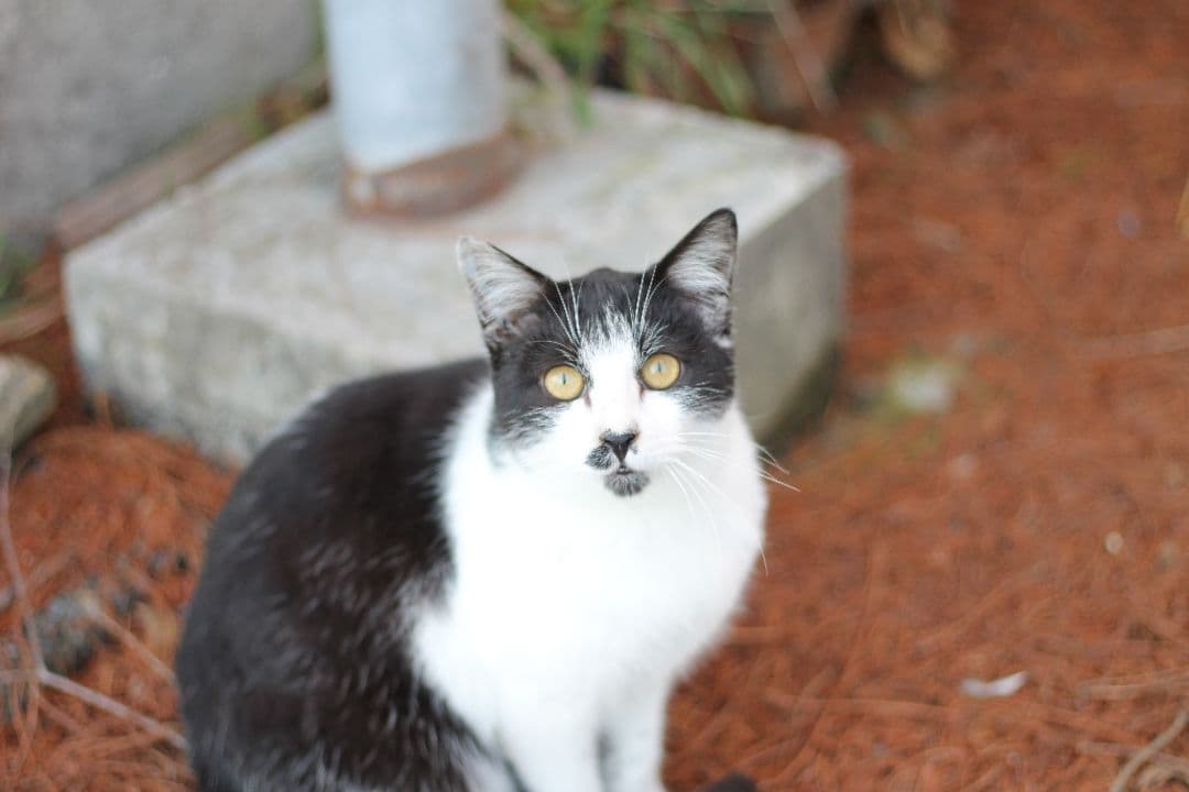 Canon EOS Kiss X50 レッド ef50mm f/1.8stm