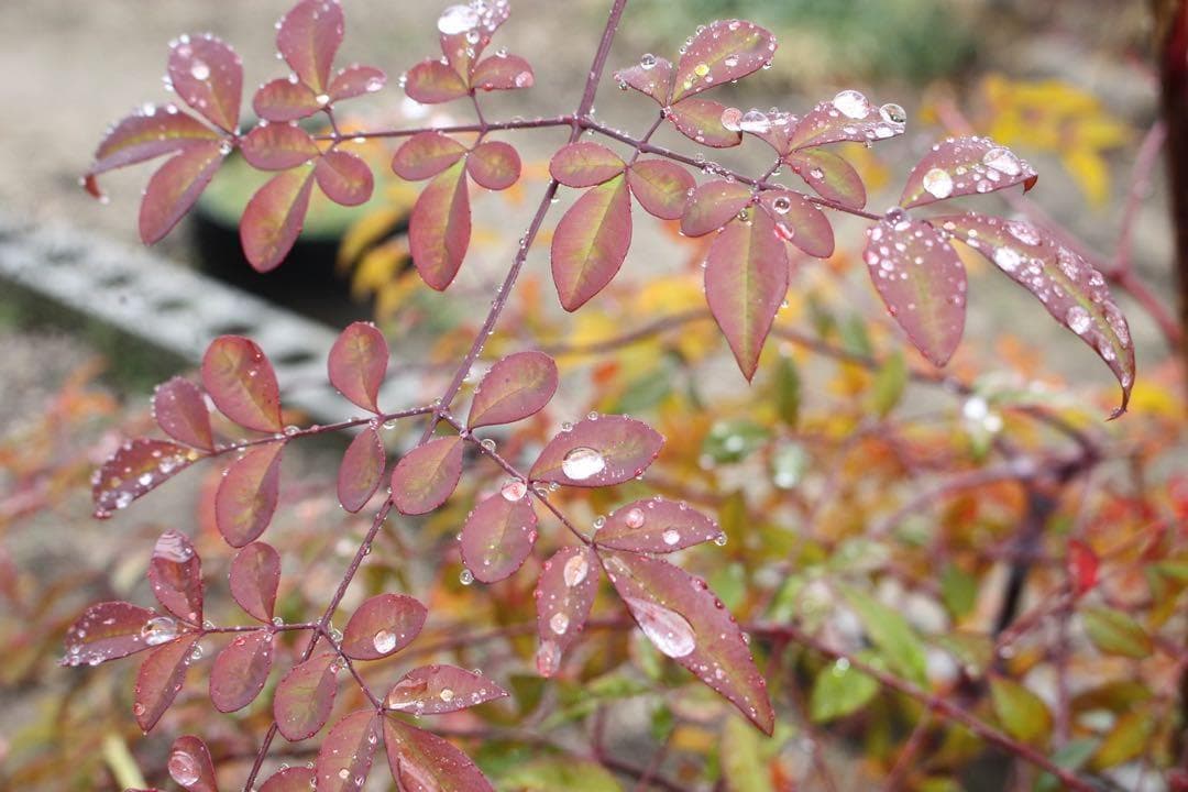 【ショット数極僅】美品 Canon Kiss X2 レンズキット スマホ転送◎