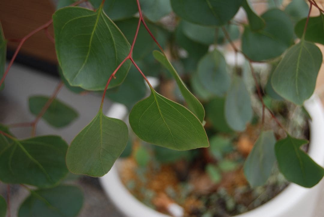 N*I様 Nikon D￼80 CCD デジタル一眼 AFニッコール　28-85