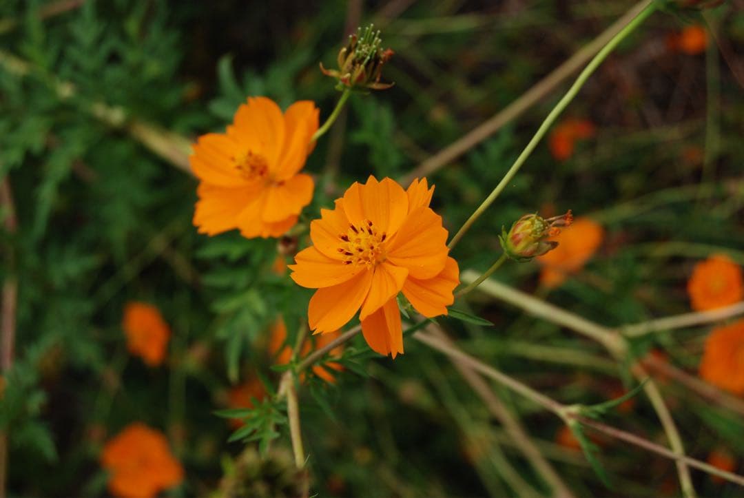 N*I様 Nikon D￼80 CCD デジタル一眼 AFニッコール　28-85