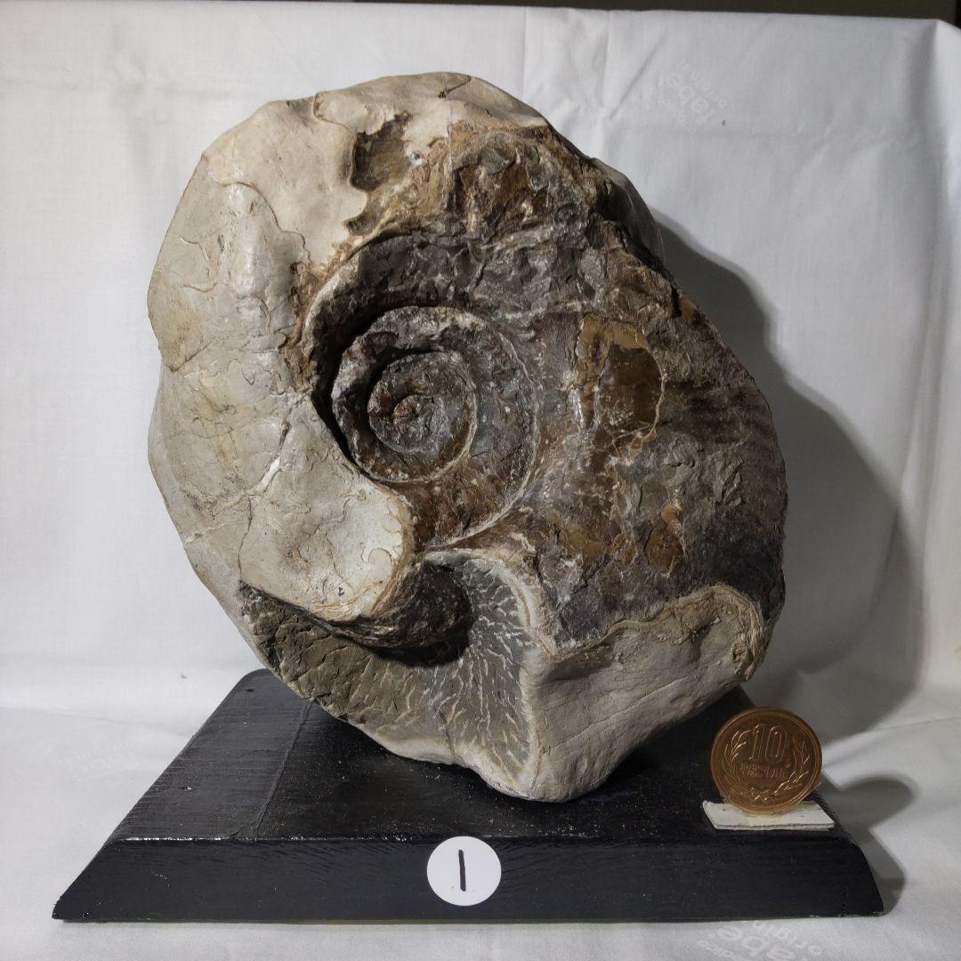 2026年新春 北海道アンモナイト化石の福箱＋知識資料4点 その1