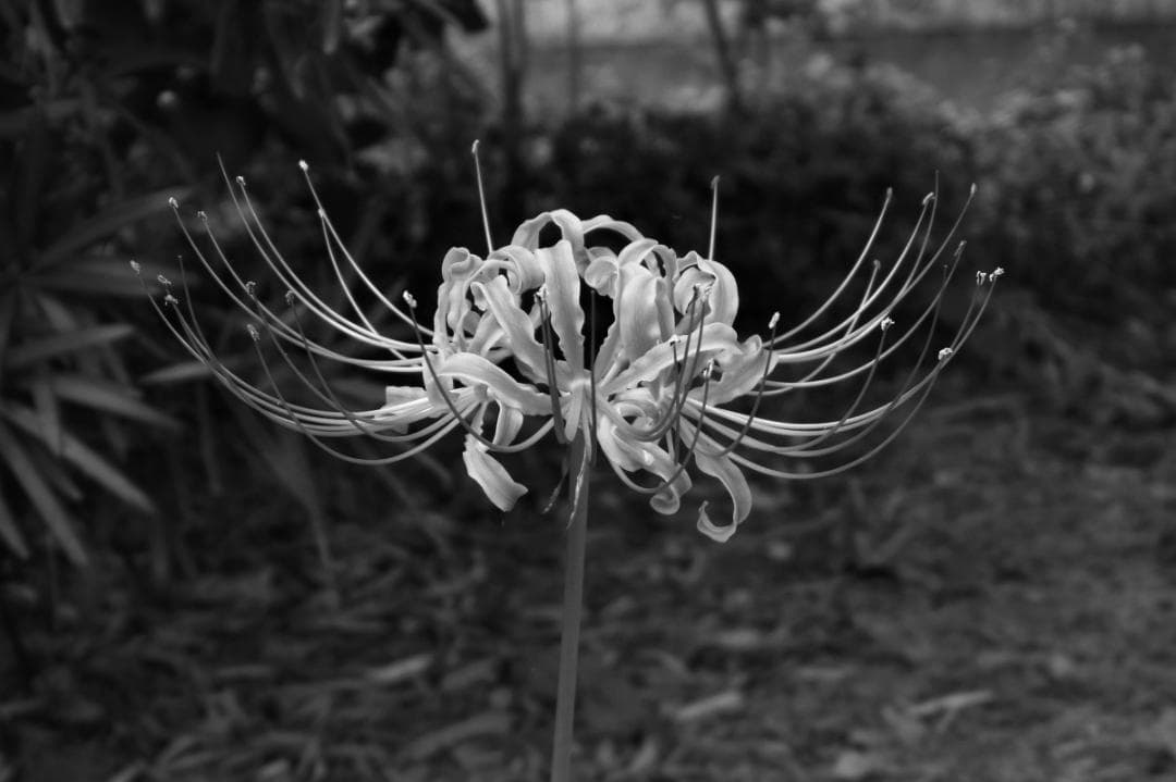 美品 2002ショット PENTAX Q7 +02STANDARD ZOMM