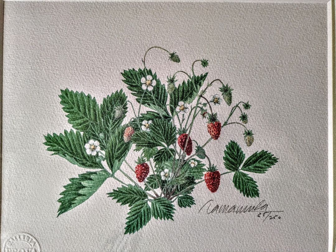 玉村豊男 「森のイチゴ 2001」自筆サイン、美品