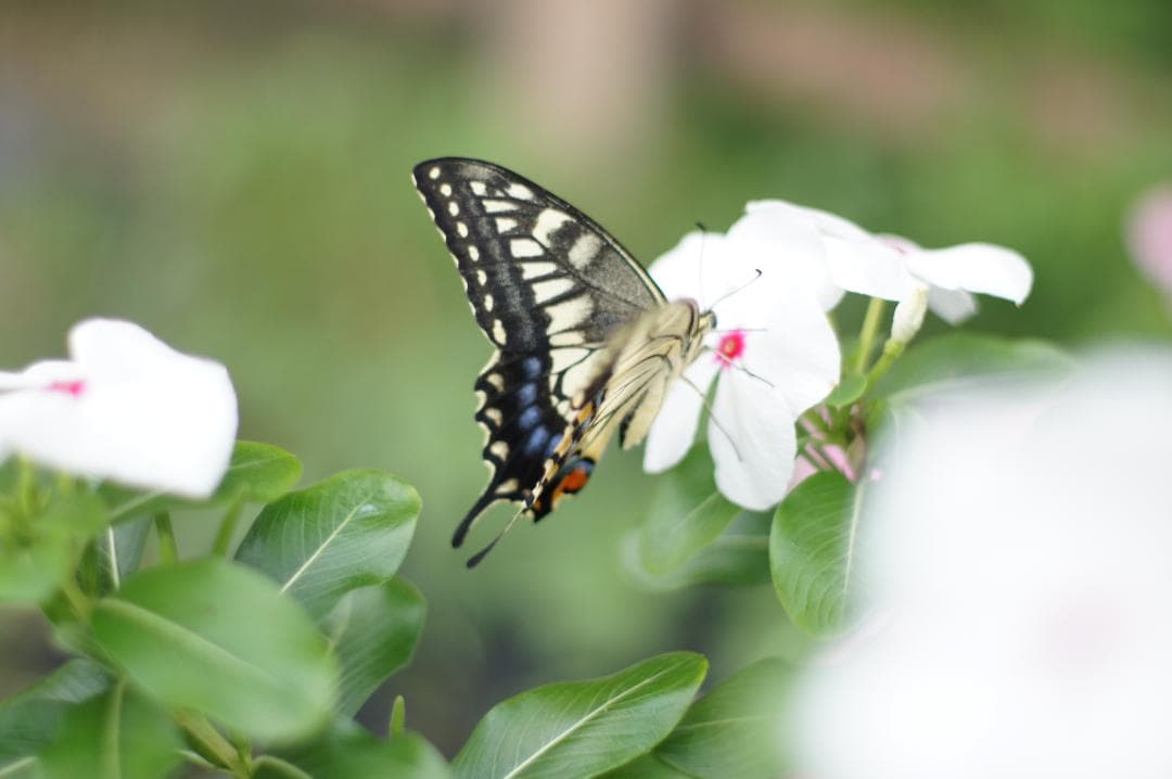 【極上美品・完動品】PENTAX SMC TAKUMAR 50mm F1.4