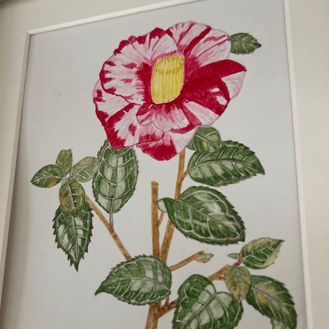 水彩画 椿 ツバキ 原画 ボタニカルアート 手書き 花 絵 アート