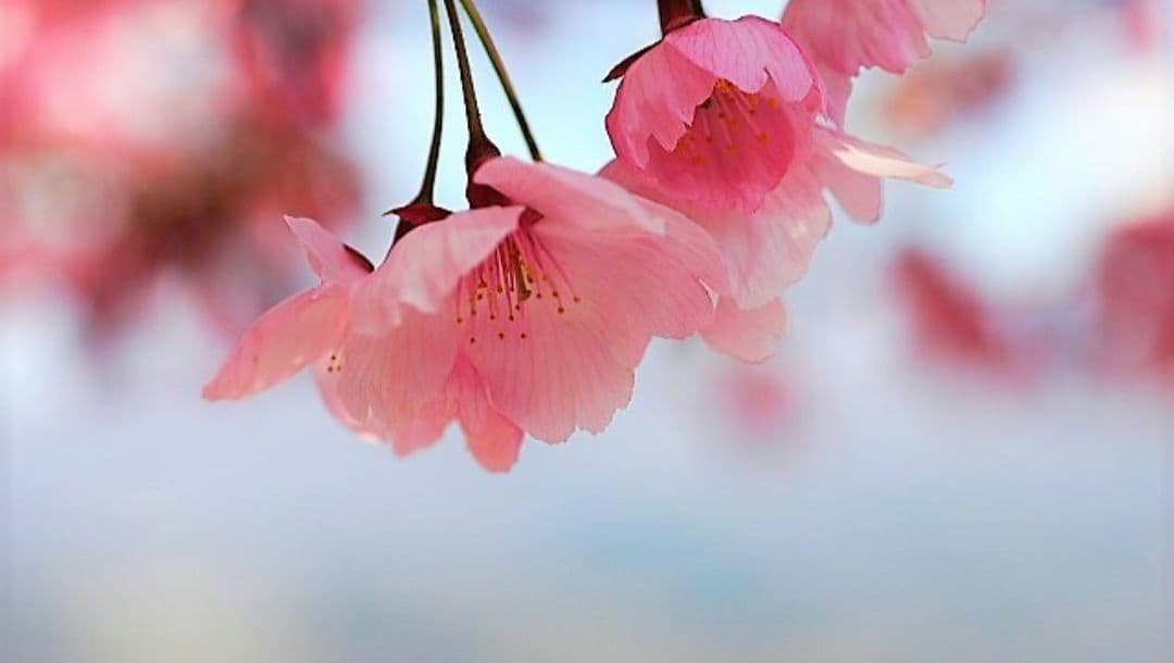 NIKON　D70　広角から超望遠まで⚡️初心者⚡️一眼レフ⚡️ニコン