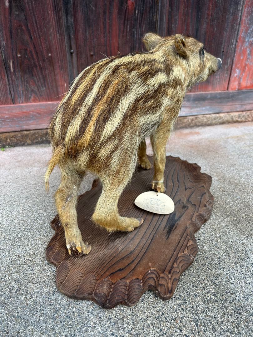 値下げ❗️ウリ坊　剥製　30cm
