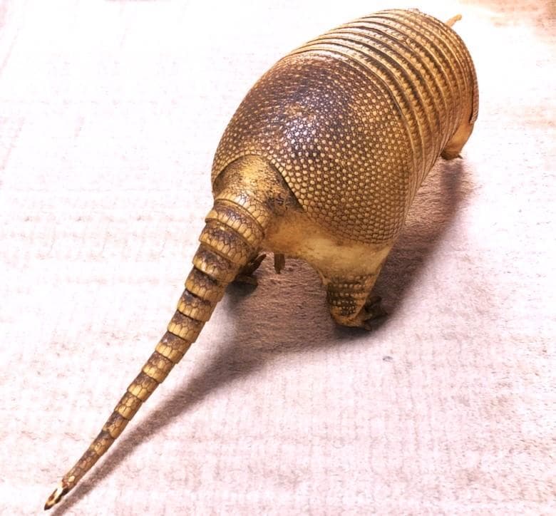 【 ココノオビアルマジロ剥製 】　合法品　完全体（一部修復）　木台付