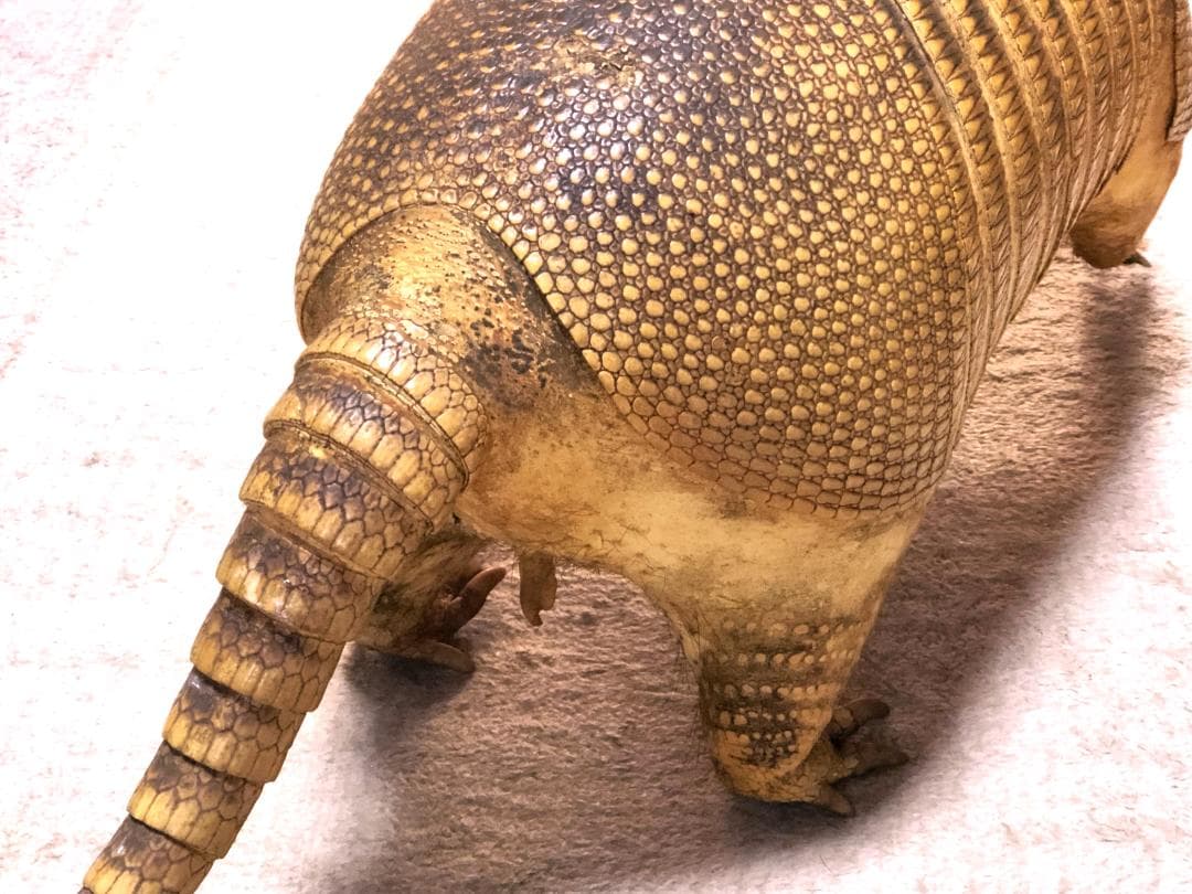 【 ココノオビアルマジロ剥製 】　合法品　完全体（一部修復）　木台付