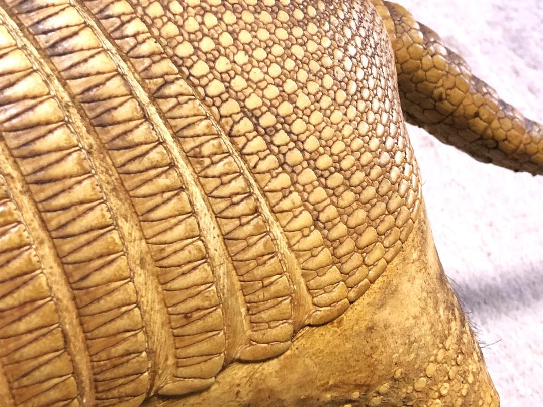 【 ココノオビアルマジロ剥製 】　合法品　完全体（一部修復）　木台付