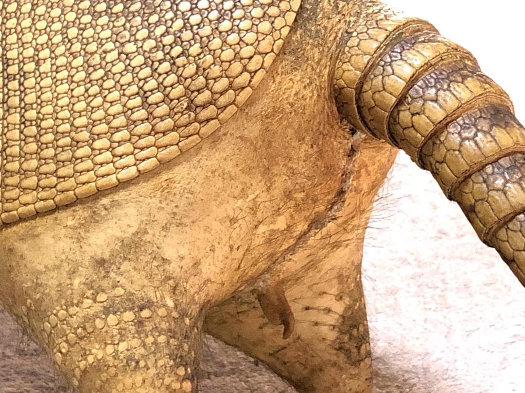 【 ココノオビアルマジロ剥製 】　合法品　完全体（一部修復）　木台付