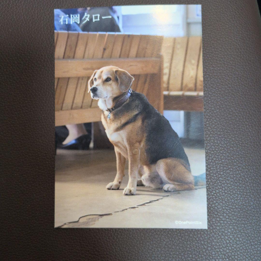 あした会えるさ ＋映画化ポストカード5枚 - メルカリ