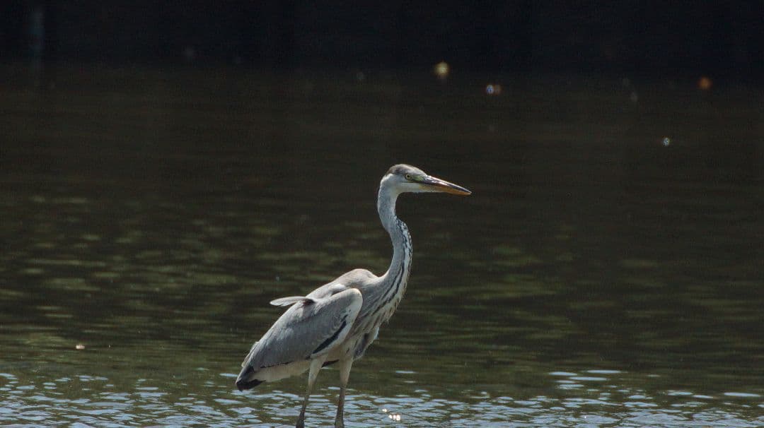 最終価格【動確済】SIGMA APO 170-500 f5-6.3 αAマウント