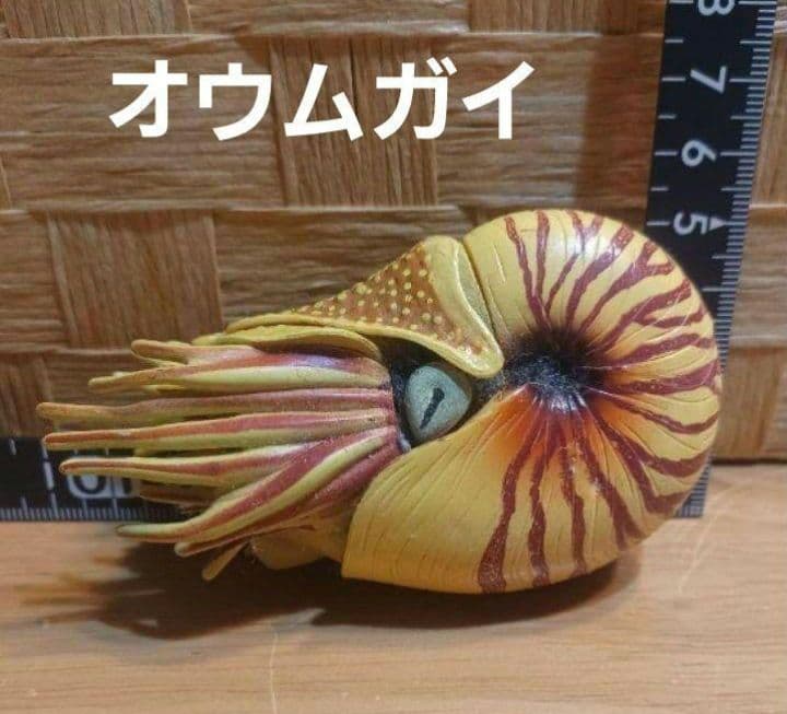 オウムガイ 4DパズルマリンDX - メルカリ