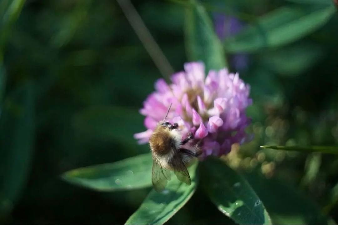 超希少 LOMO OKC1-22-1 22mm f2.8 ライカLマウント 2