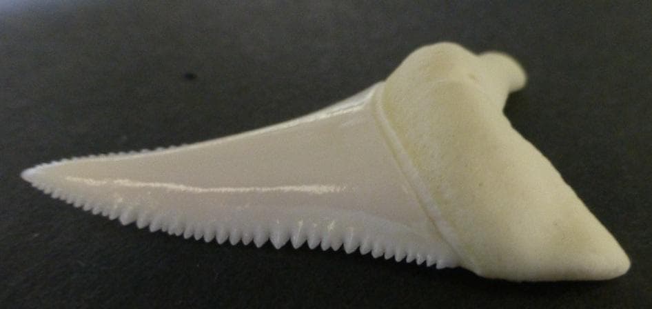 【ジャスパー】ホホジロザメ（C. carcharias）の歯 45.1mm