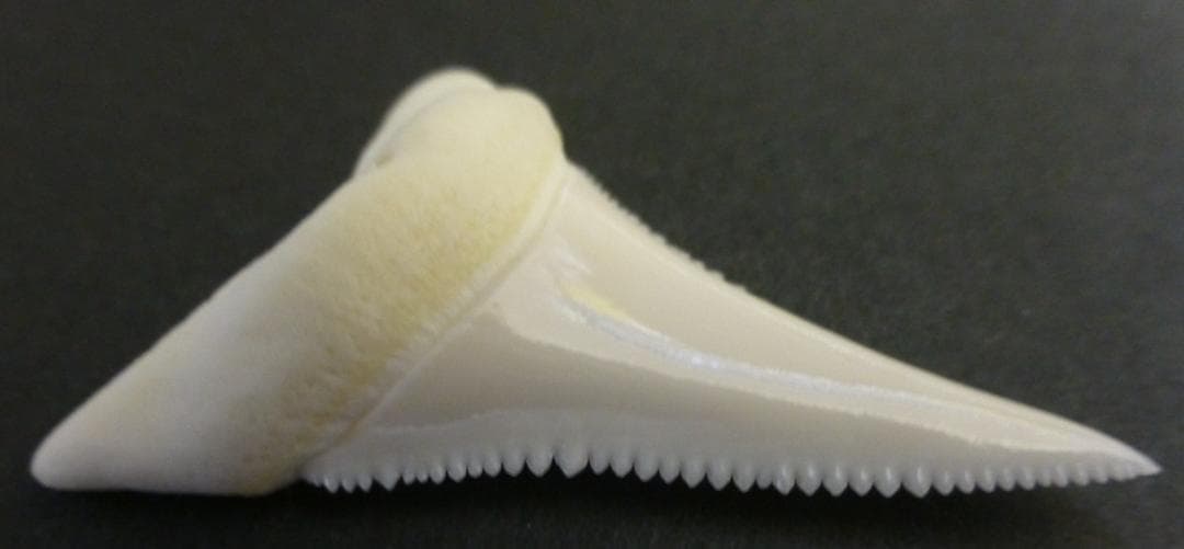 【ジャスパー】ホホジロザメ（C. carcharias）の歯 45.1mm
