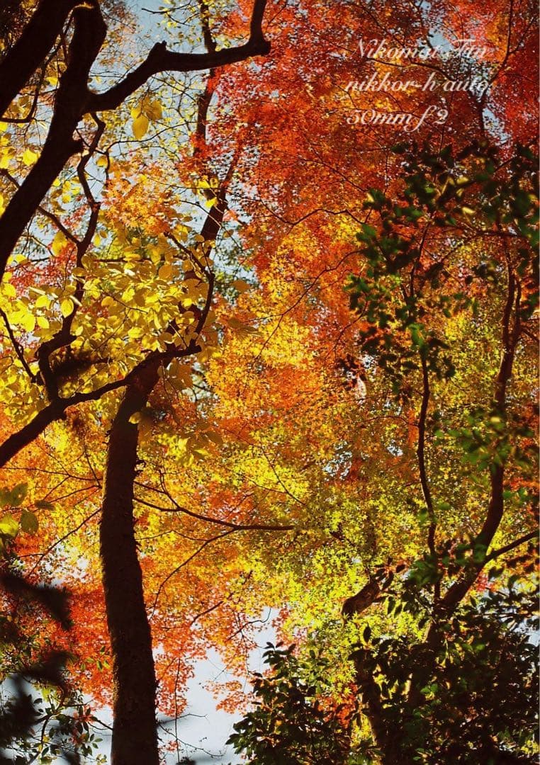 nikon ftn＊black＊50mm f2★完動品＊初期保証＊作例多数！